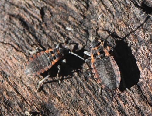 Apterola kuenckeli kuenckeli